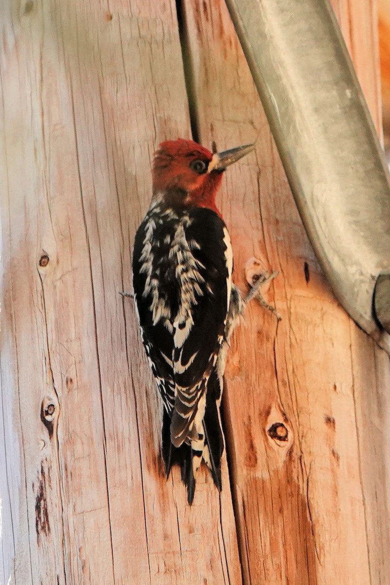 Red-breasted Sapsucker - ML620141608