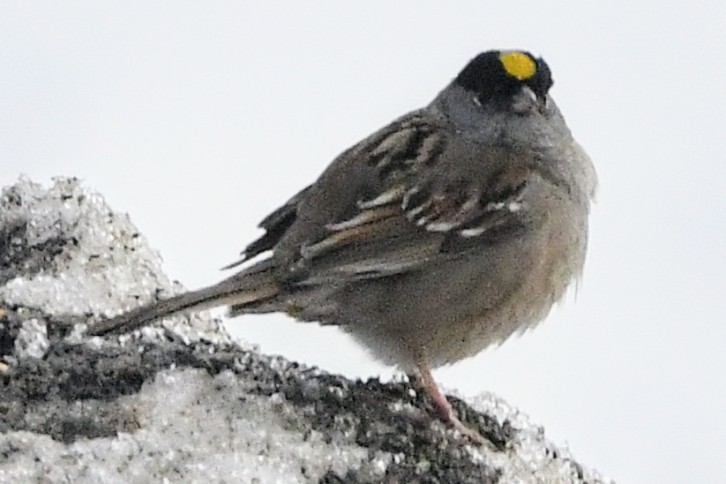 Golden-crowned Sparrow - ML620141609
