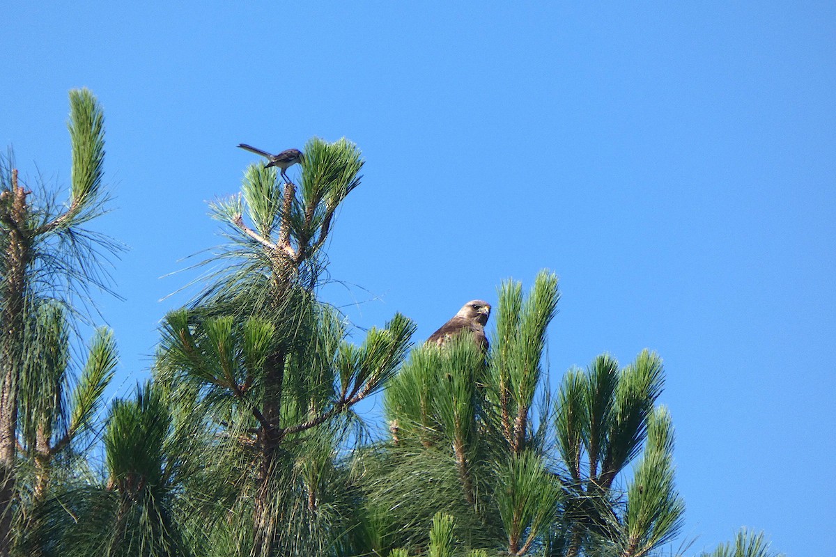 Red-tailed Hawk - ML620141611