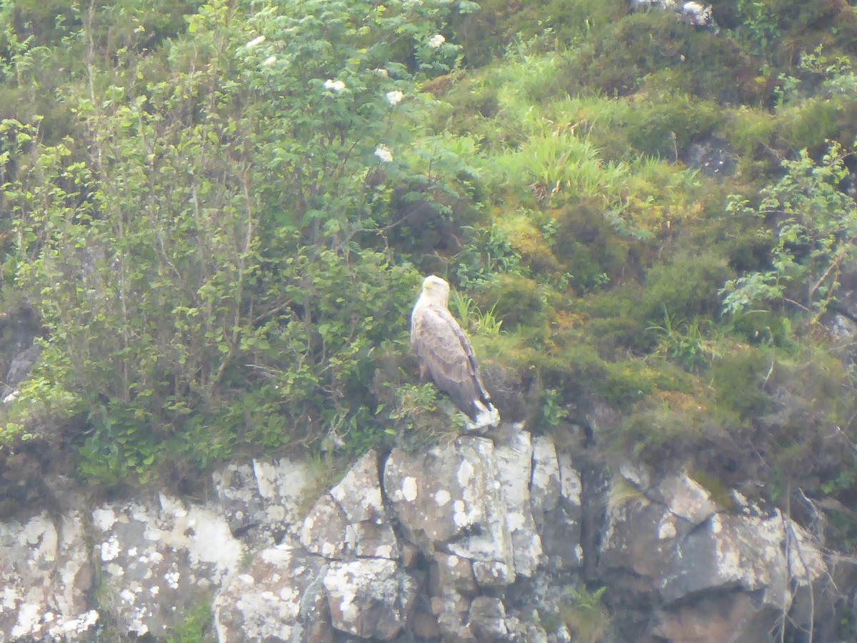 White-tailed Eagle - ML620141625
