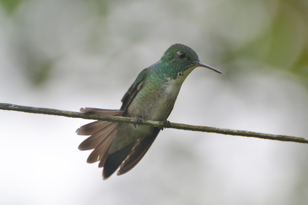 kolibřík pestrý [skupina versicolor] - ML620141633