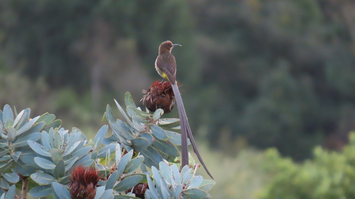 Cape Sugarbird - ML620141640