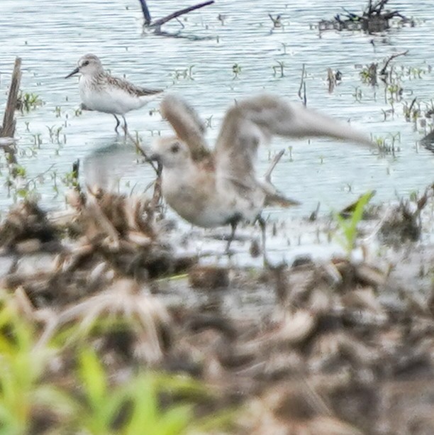 American Golden-Plover - ML620141643