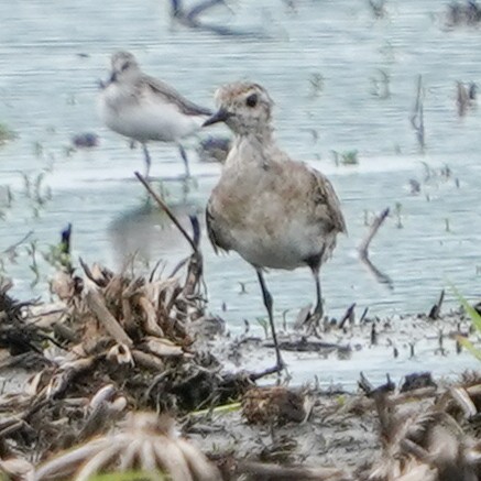 American Golden-Plover - ML620141644