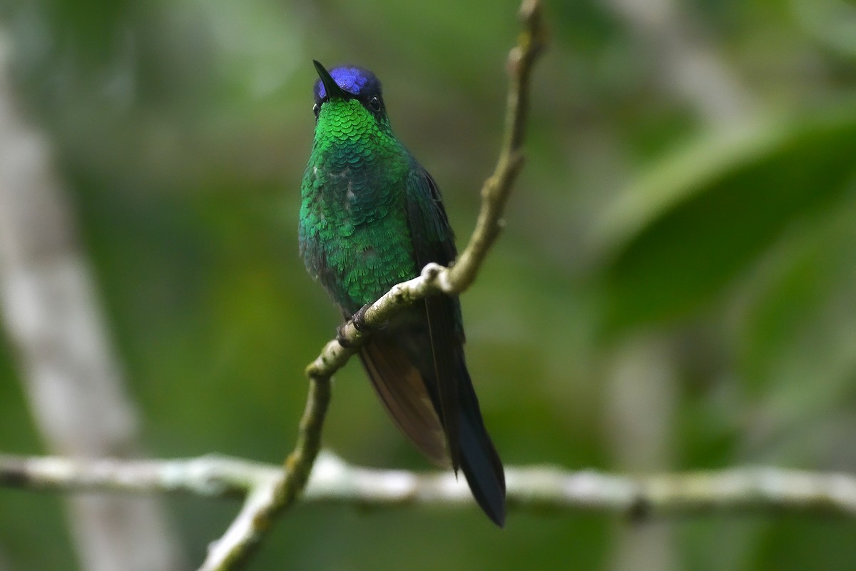 kolibřík fialovotemenný - ML620141645