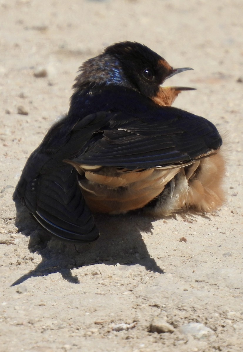 Barn Swallow (American) - ML620141650