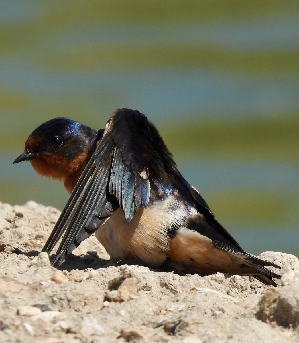Barn Swallow (American) - ML620141651