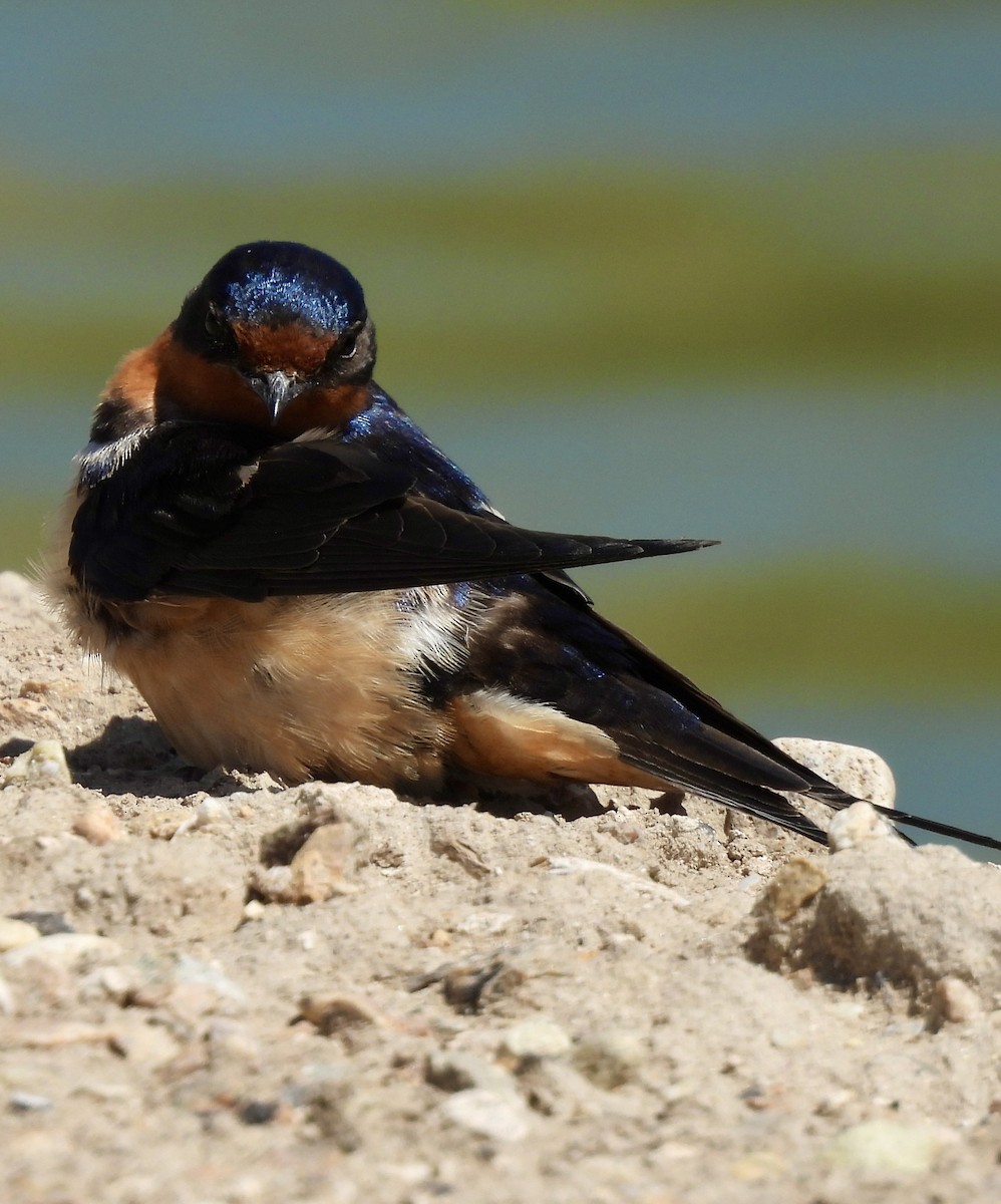 Barn Swallow (American) - ML620141652