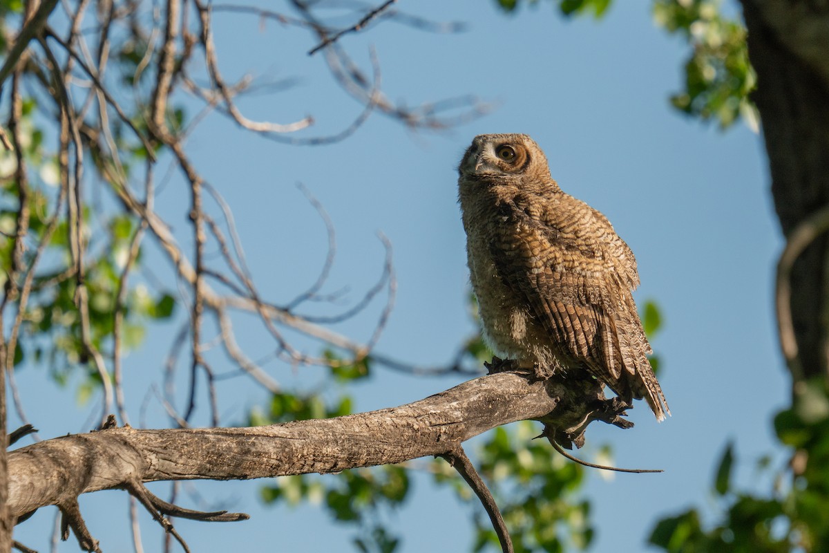 Great Horned Owl - ML620141655