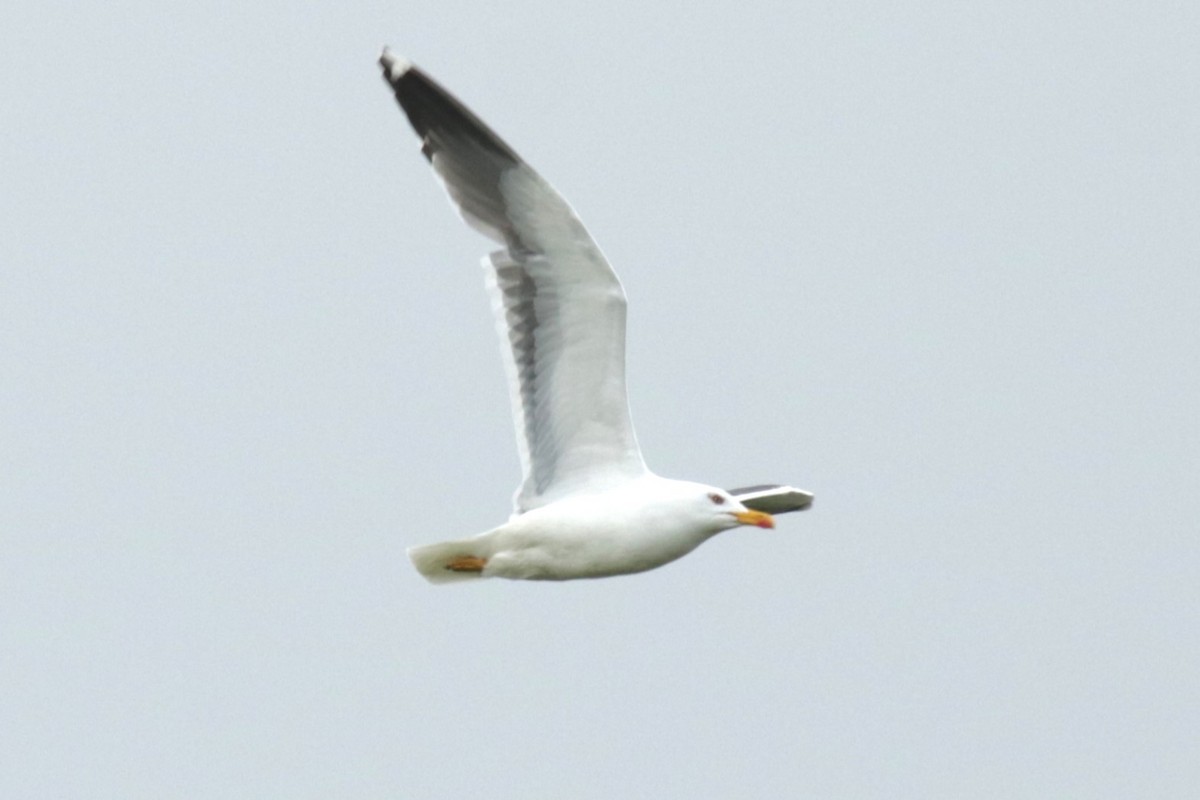 Gaviota Sombría - ML620141657