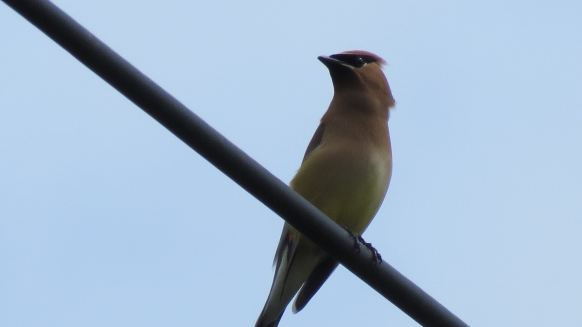 Cedar Waxwing - ML620141660