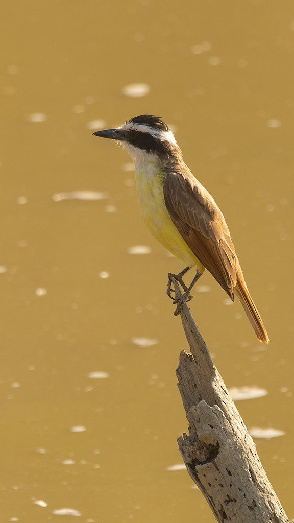 Great Kiskadee - ML620141662