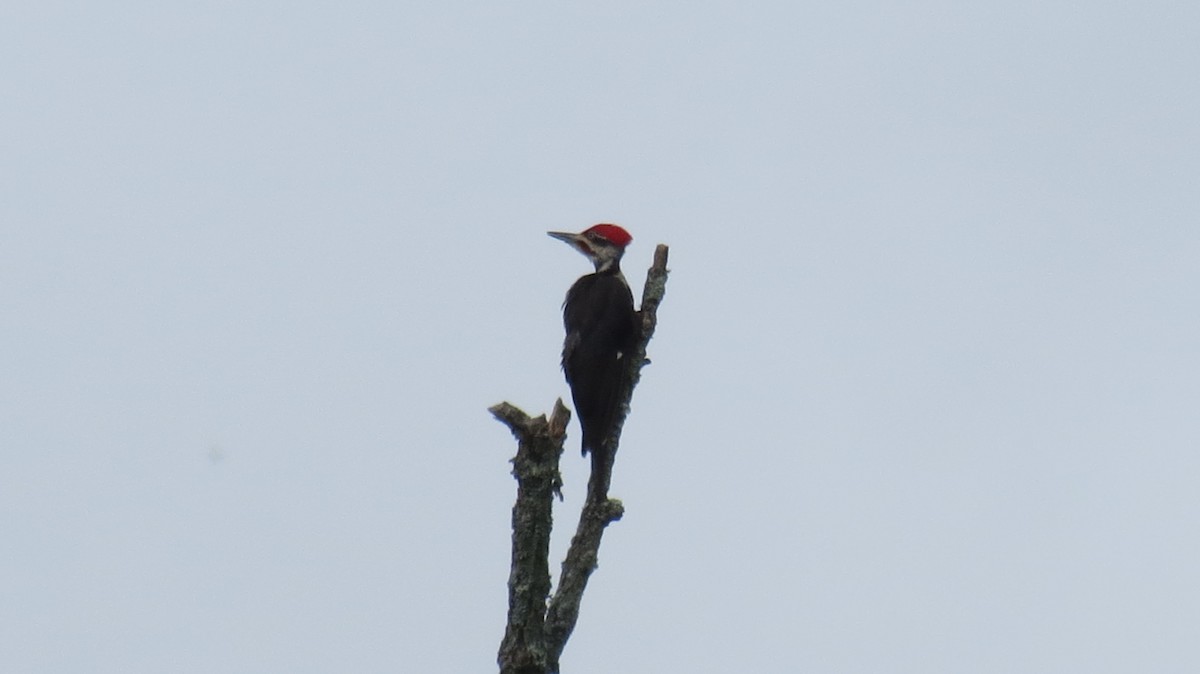 Pileated Woodpecker - ML620141674
