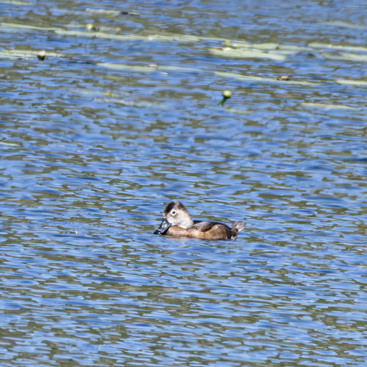 Ring-necked Duck - ML620141678