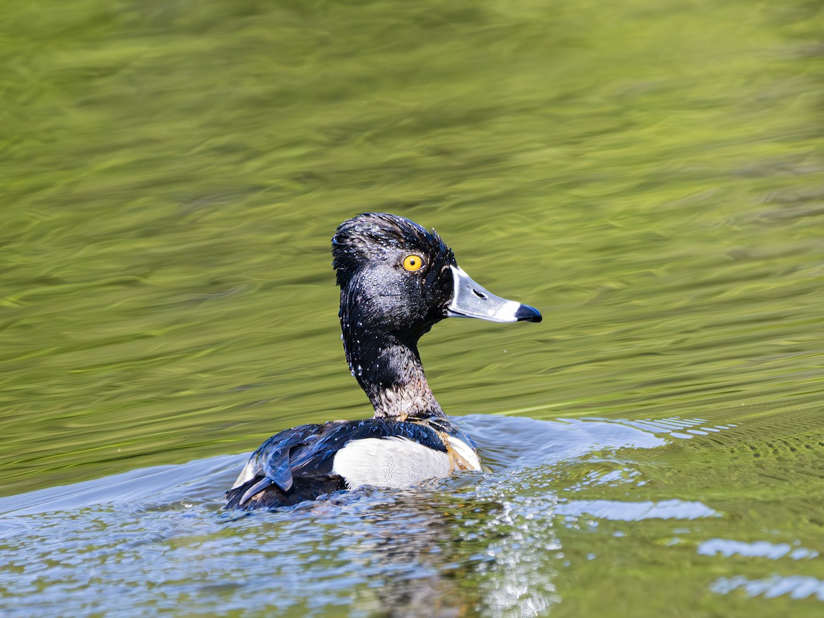 Ring-necked Duck - ML620141679