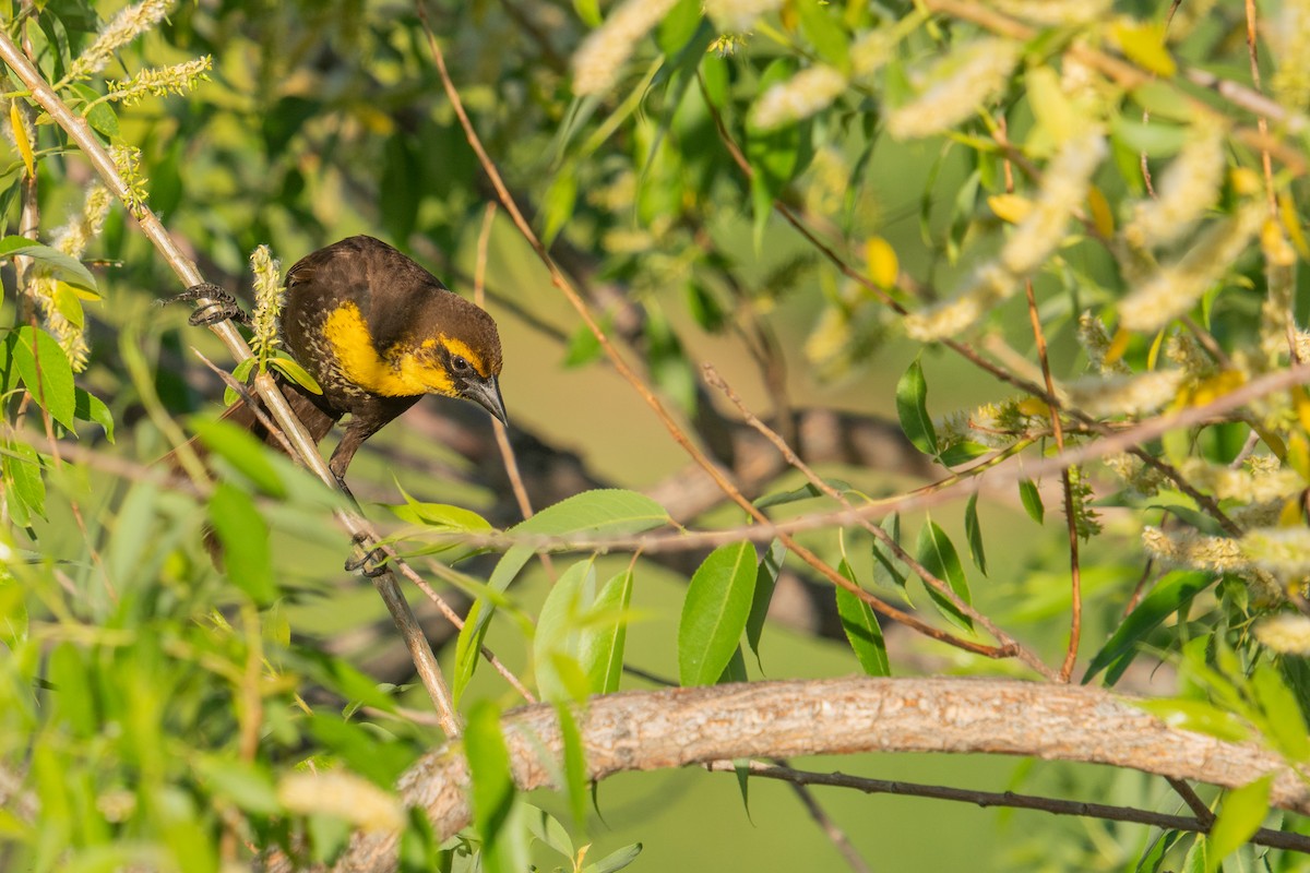 Yellow-headed Blackbird - ML620141686