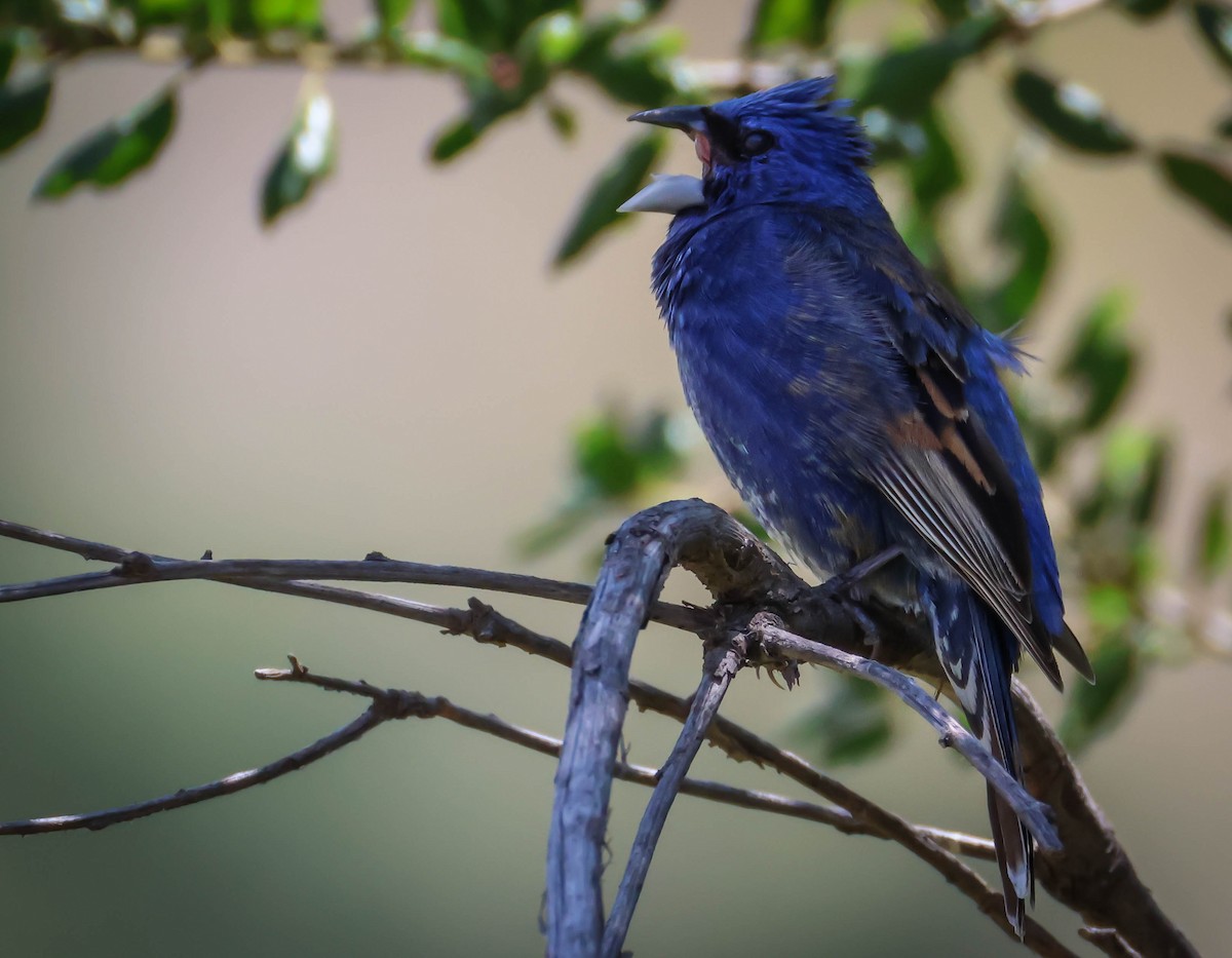 Guiraca bleu - ML620141711