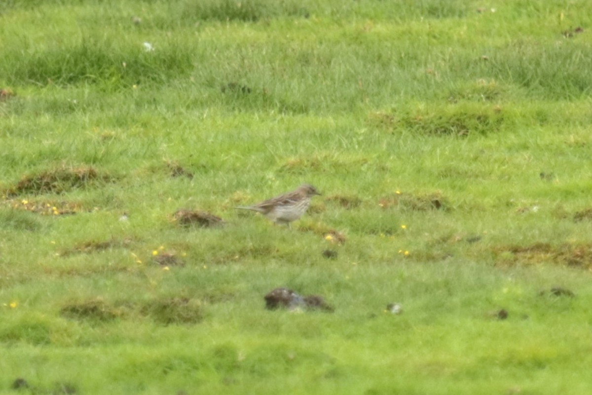 Meadow Pipit - ML620141719