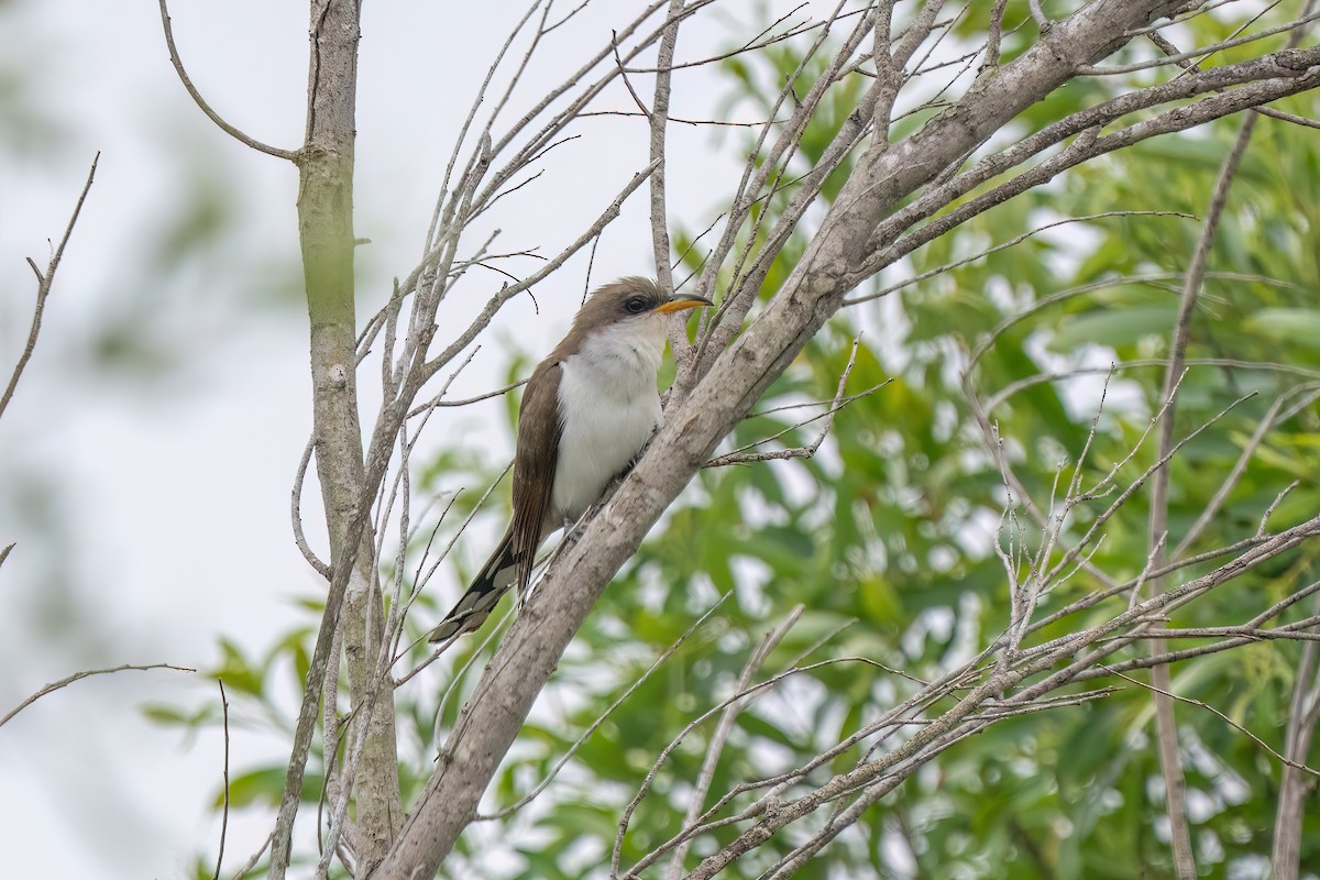 Yellow-billed Cuckoo - ML620141725