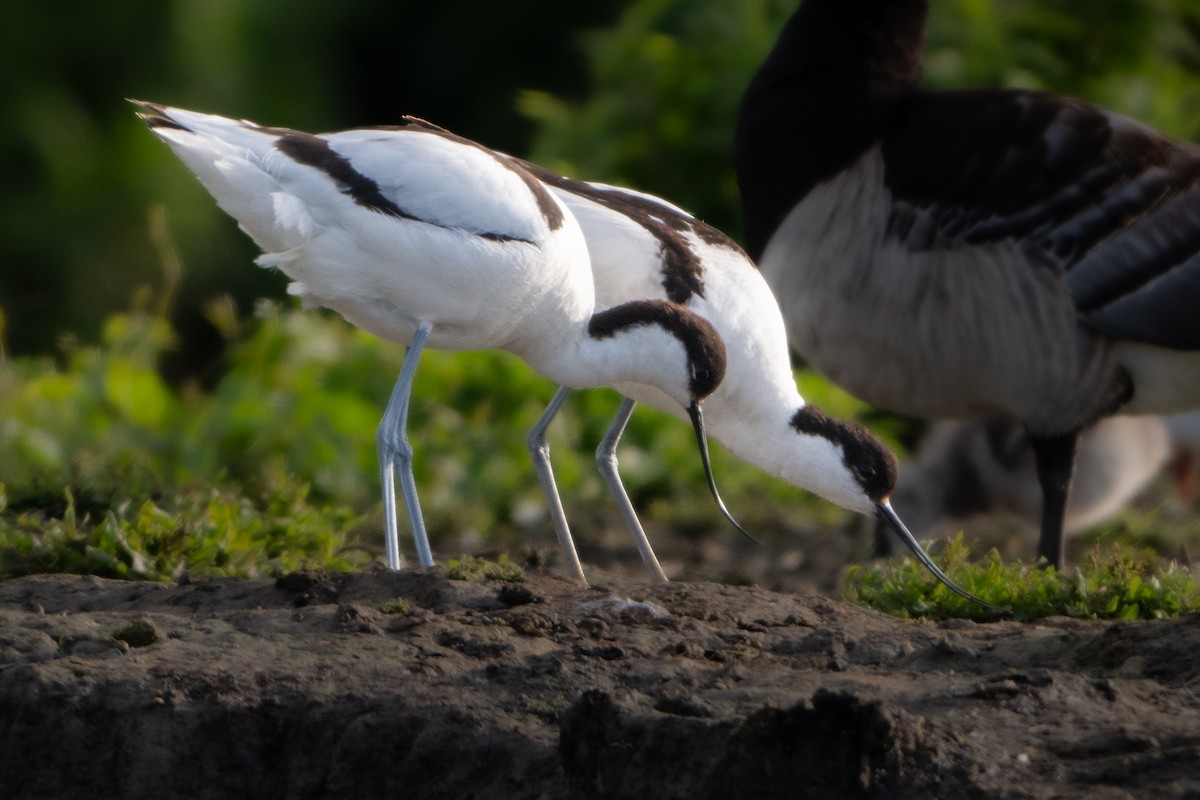 Avocette élégante - ML620141727