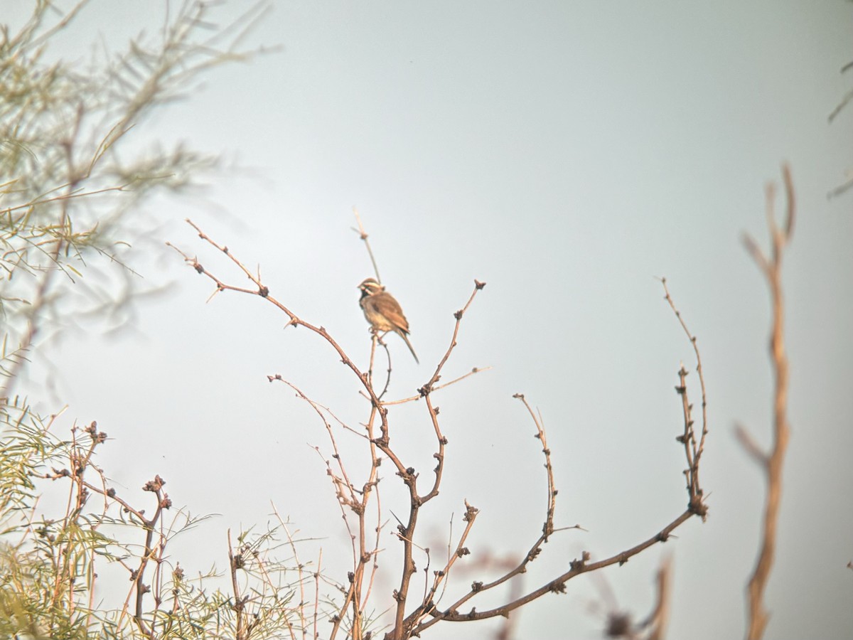 Black-throated Sparrow - ML620141775