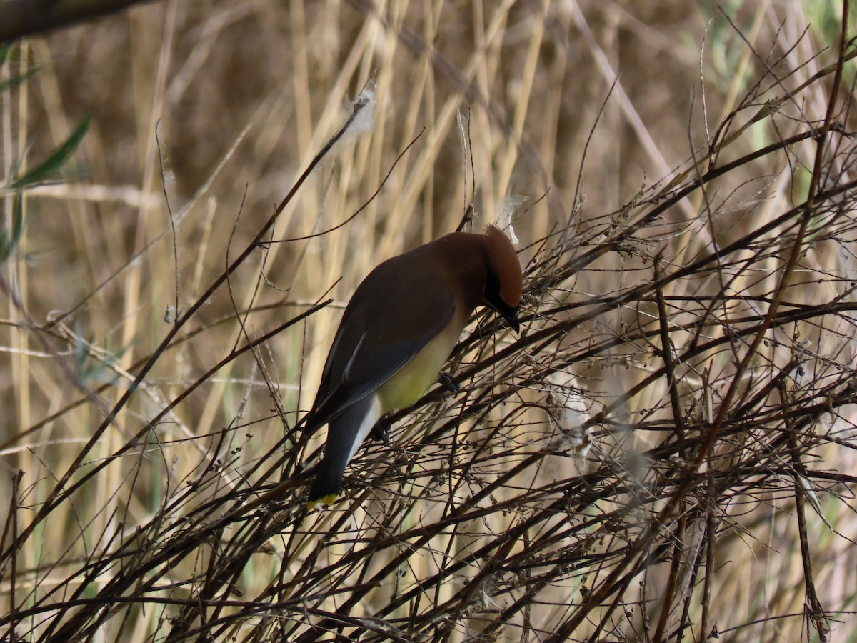 Cedar Waxwing - ML620141780