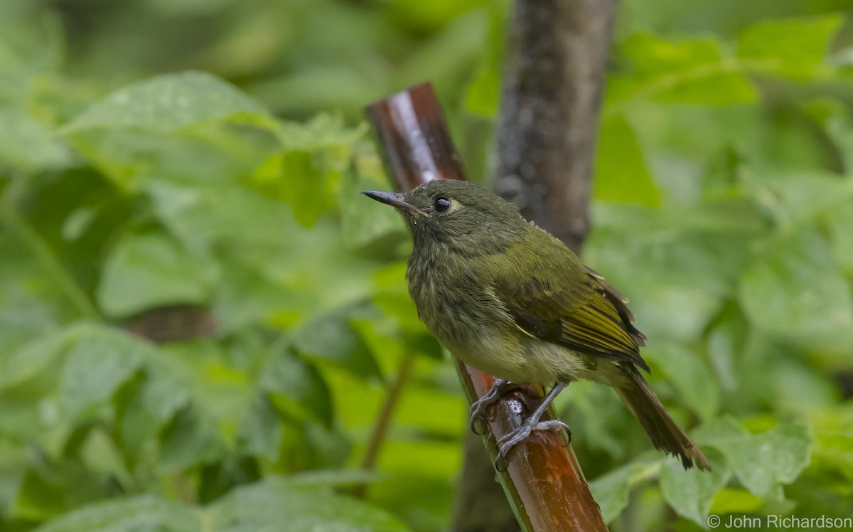 Olive-striped Flycatcher - ML620141785