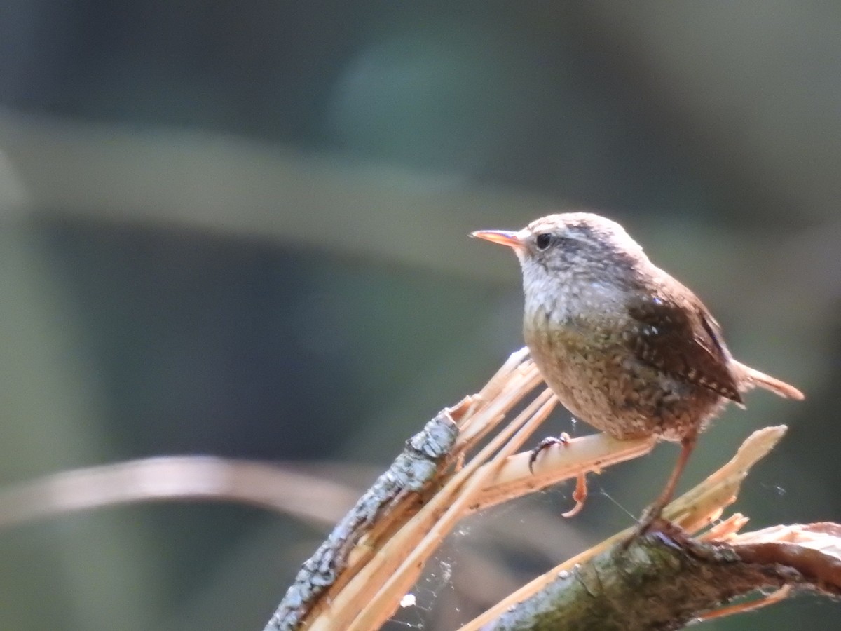 Winter Wren - ML620141787