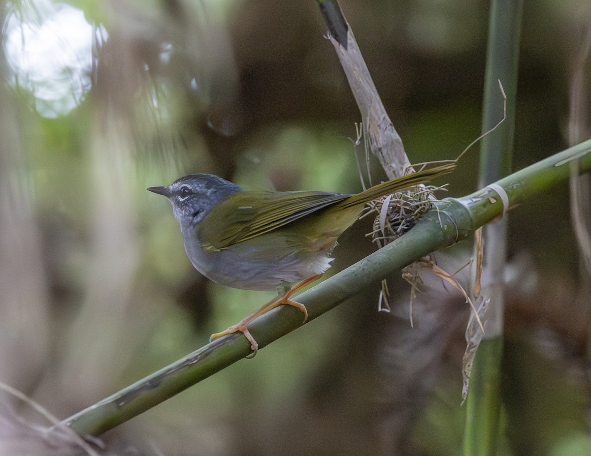 White-browed Warbler - ML620141811