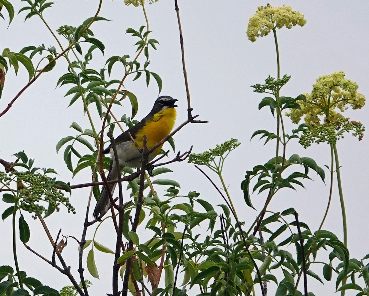 Yellow-breasted Chat - ML620141824