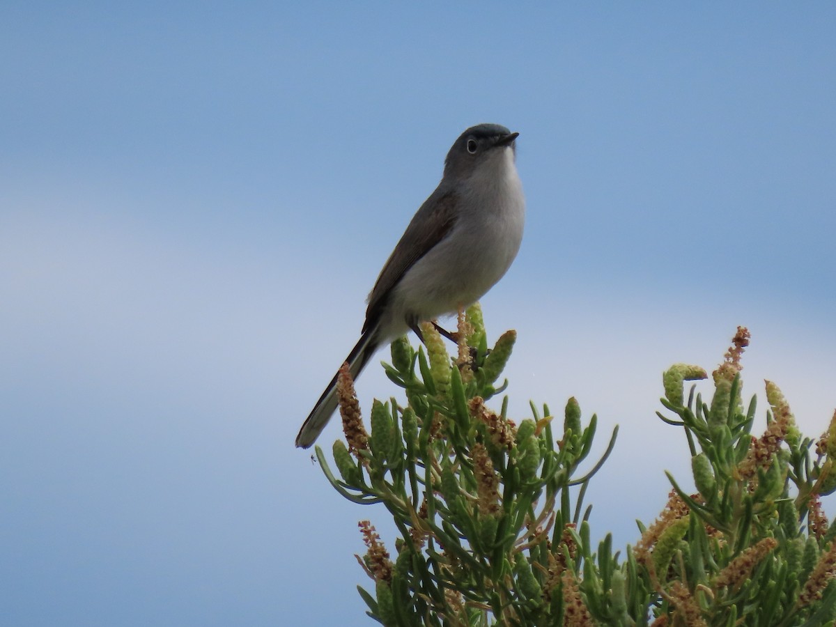 Blue-gray Gnatcatcher - ML620141826