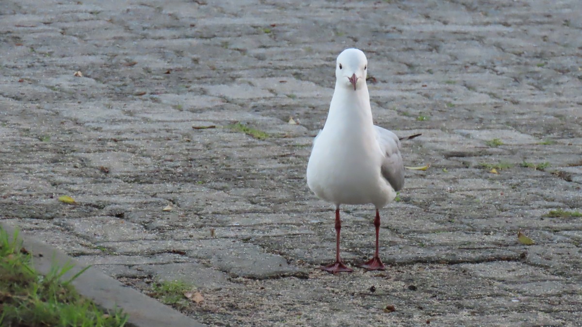 Gaviota Plateada Surafricana - ML620141828