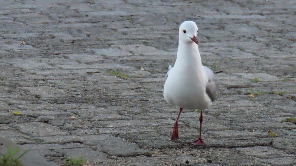 Hartlaub's Gull - ML620141829