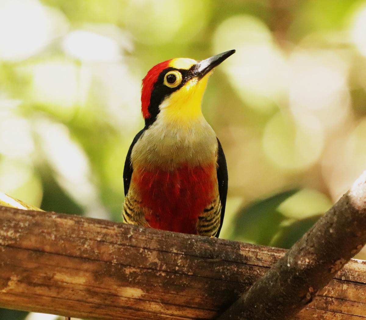 Yellow-fronted Woodpecker - ML620141834