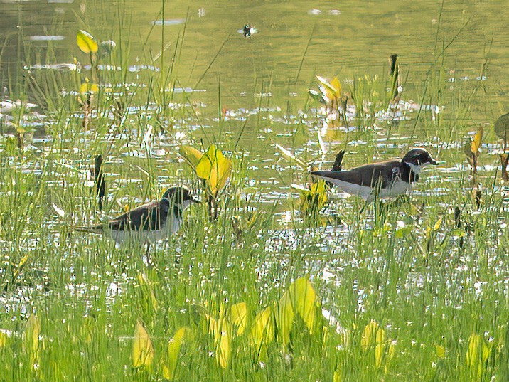 Semipalmated Plover - ML620141835