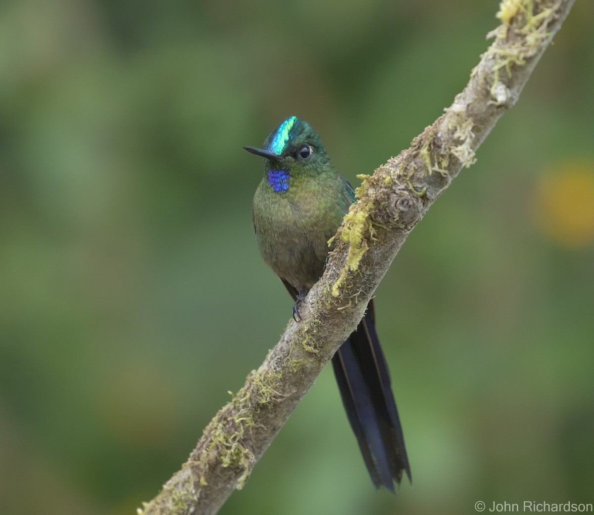 Violet-tailed Sylph - ML620141836