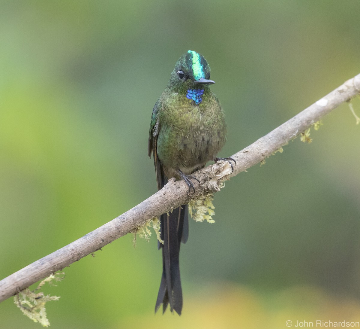 Violet-tailed Sylph - ML620141837