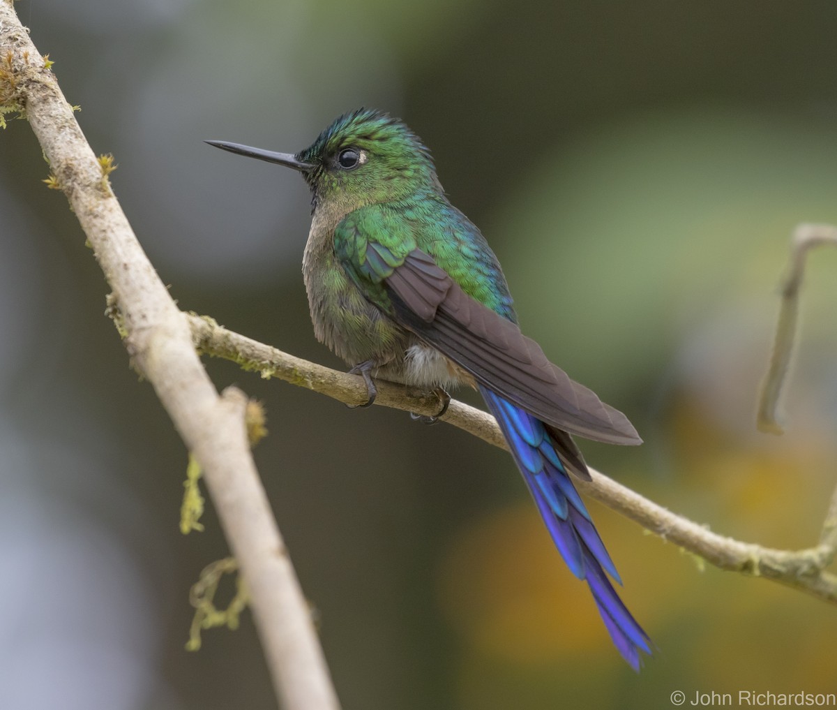 Violet-tailed Sylph - ML620141839