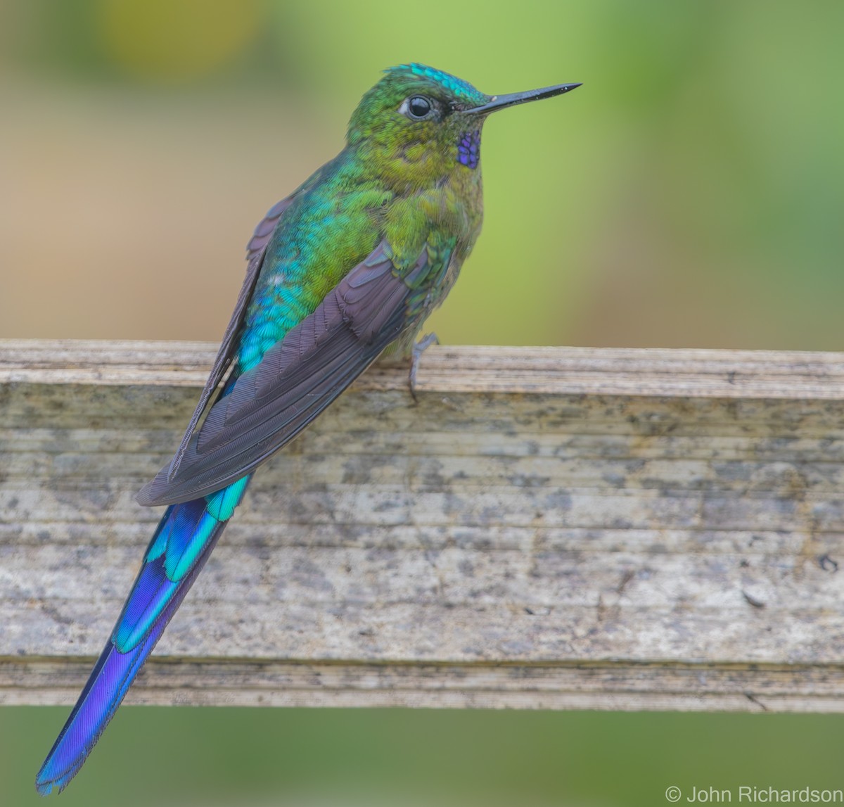 Violet-tailed Sylph - ML620141840