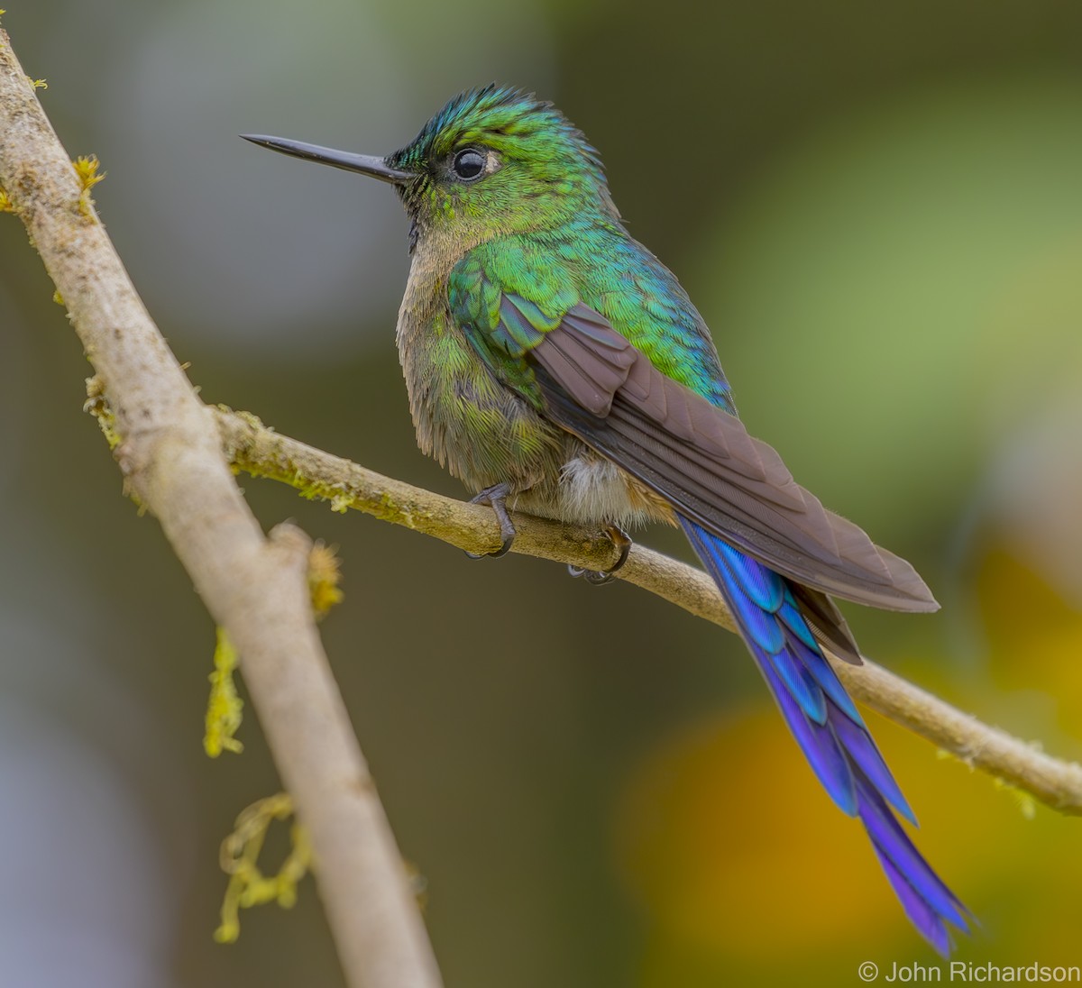 Violet-tailed Sylph - ML620141841