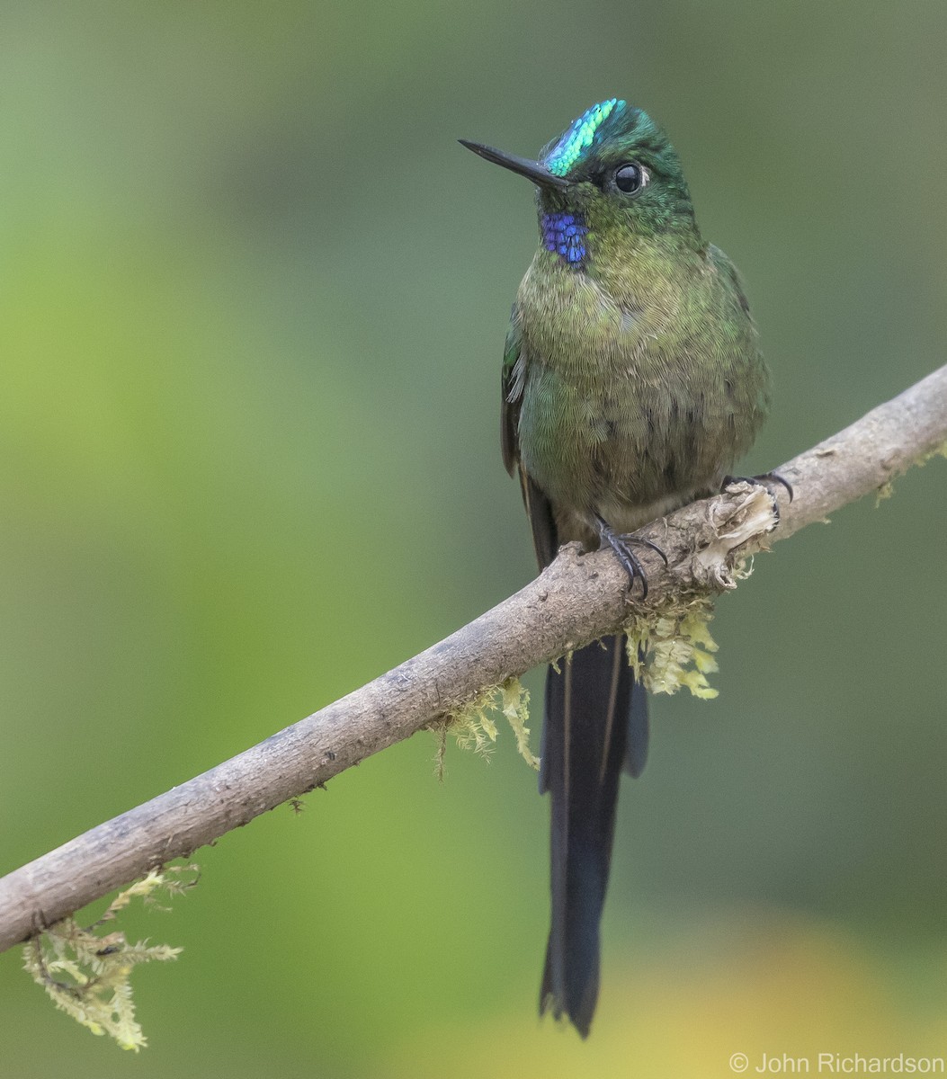 Violet-tailed Sylph - ML620141842