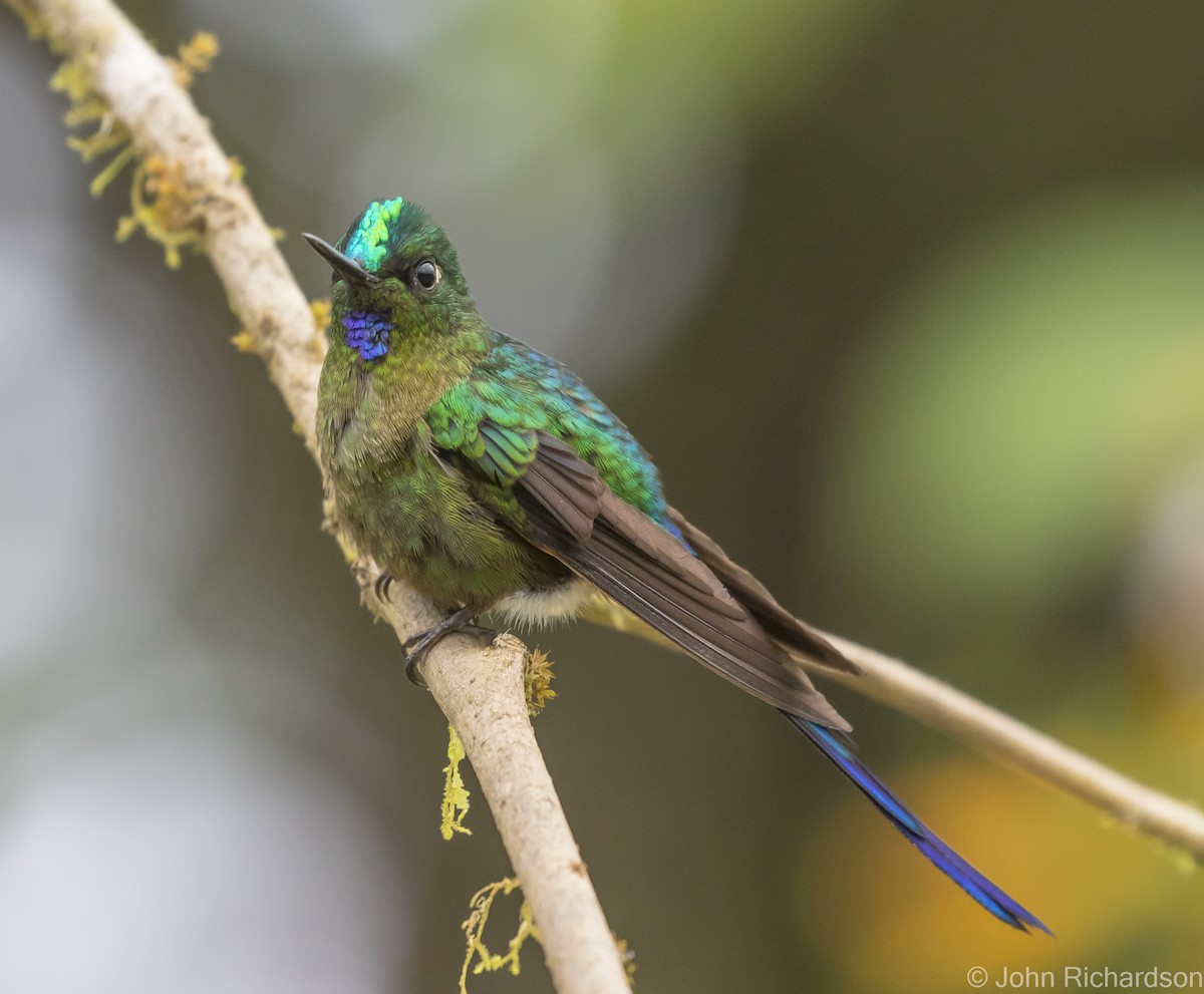 Violet-tailed Sylph - ML620141843