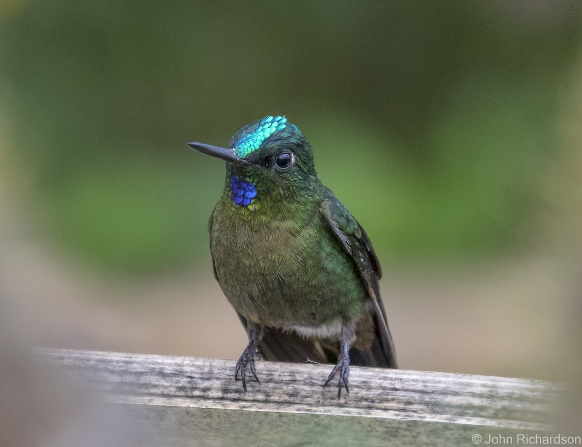 Violet-tailed Sylph - ML620141846