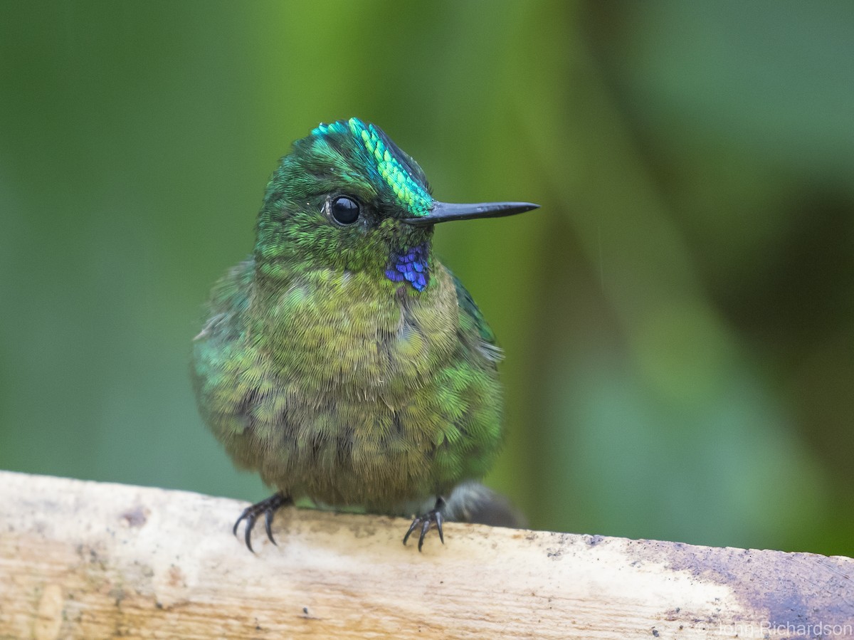 Violet-tailed Sylph - ML620141847
