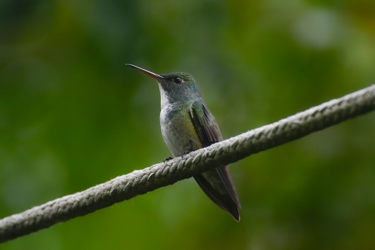 kolibřík pestrý [skupina versicolor] - ML620141848