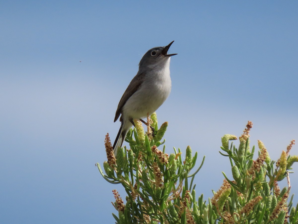 Blue-gray Gnatcatcher - ML620141849