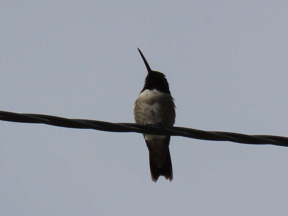Black-chinned Hummingbird - ML620141860
