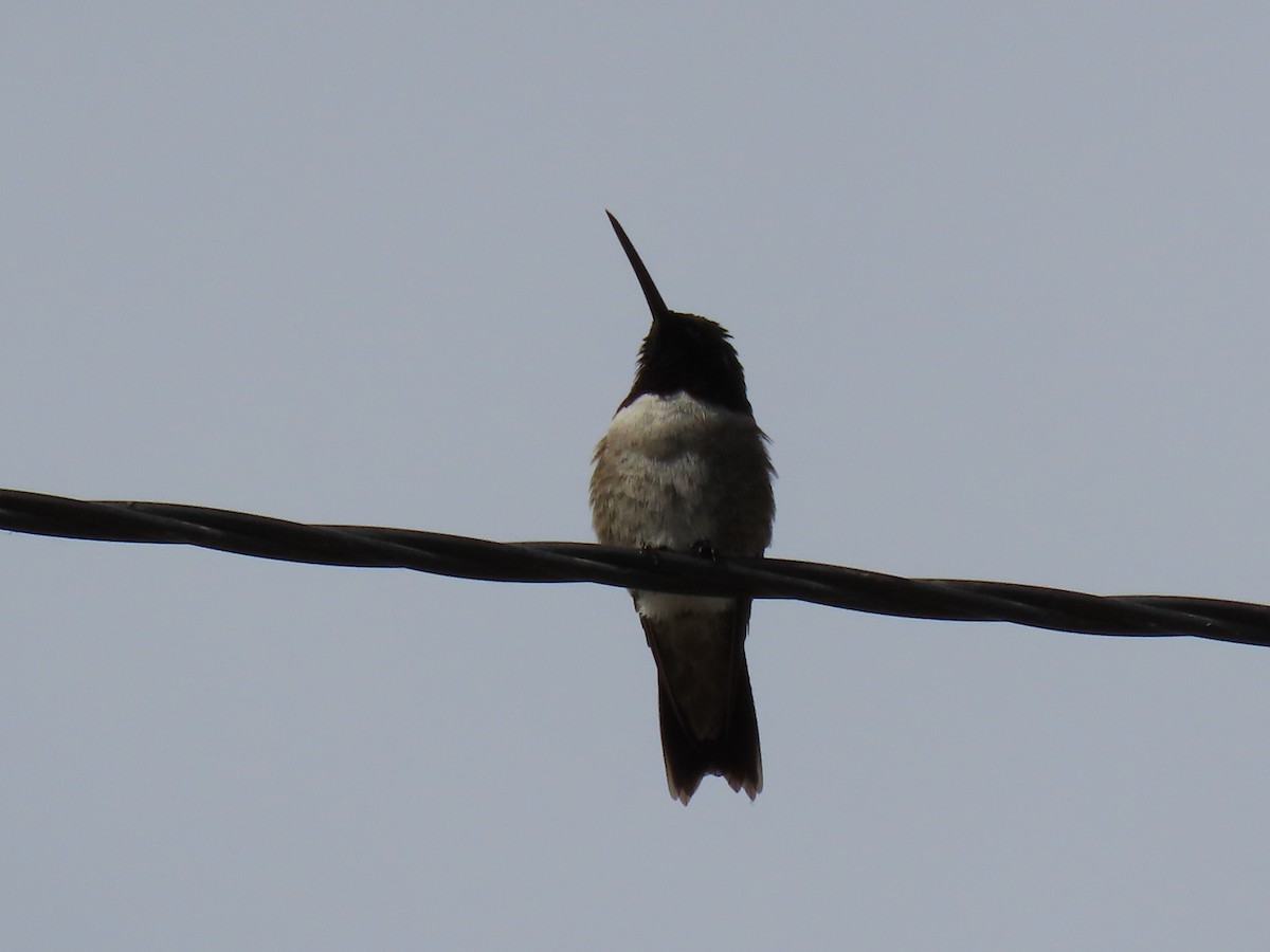 Colibri à gorge noire - ML620141860