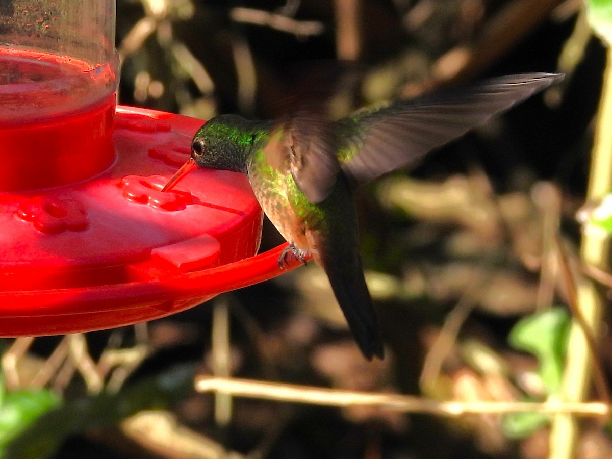 Buff-bellied Hummingbird - ML620141873