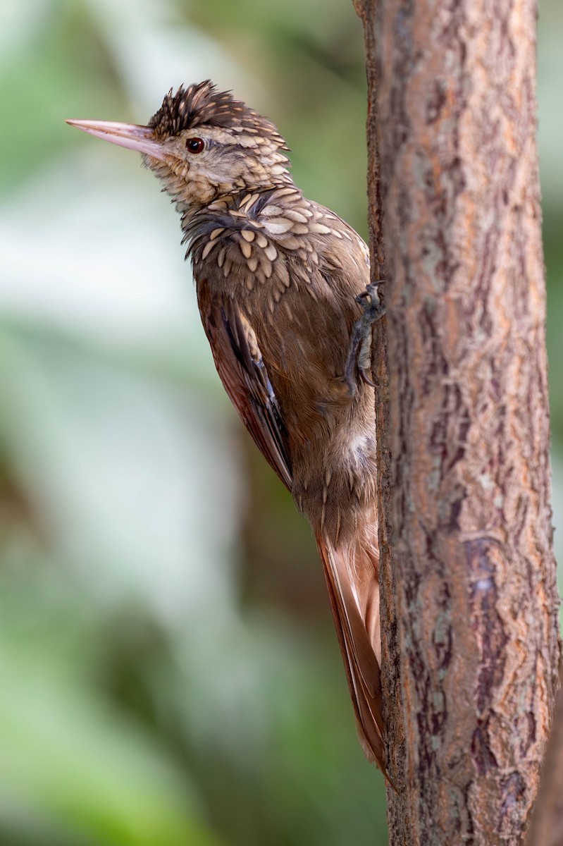 Straight-billed Woodcreeper - ML620141874